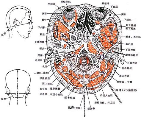 風是穴|醫砭 » 經穴庫 » 風市